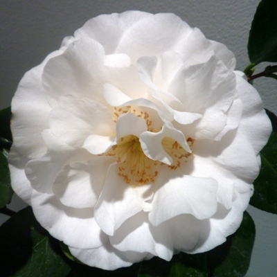 Han-Ling Snow